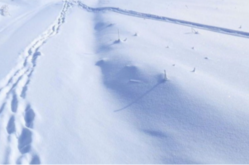 Нийт газар нутгийн 72 хувь нь цасан бүрхүүлтэй, цасны дундаж зузаан нь 7.5 см байна